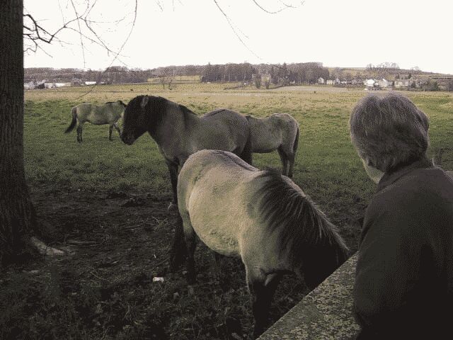 wildepaardengeul